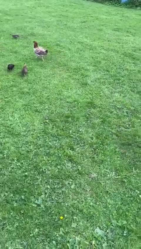 Border Terrier dogs for sale: Dude - laid back border terrier dog - Video 1