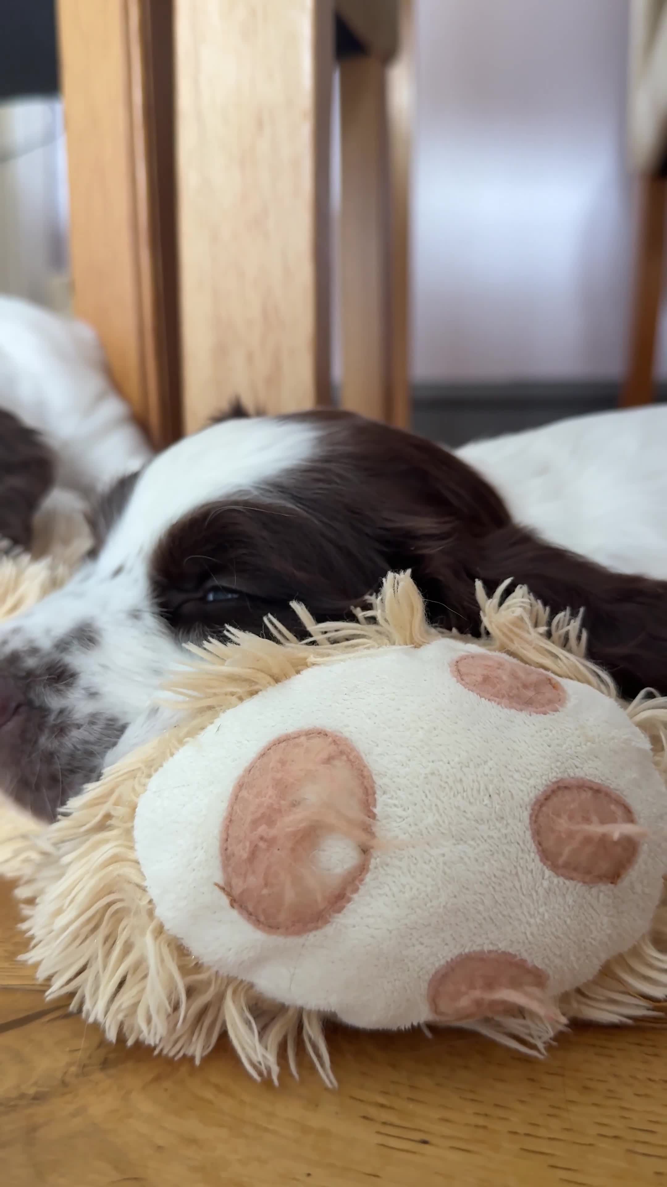 English Springer Spaniel dogs for sale: KENNEL CLUB Pedigree Springer Spaniel Puppies - Video 2