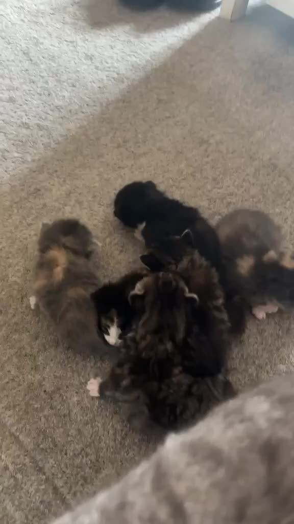 Mixed Breed cats for sale: Gorgeous tri coloured kittens - Video 1