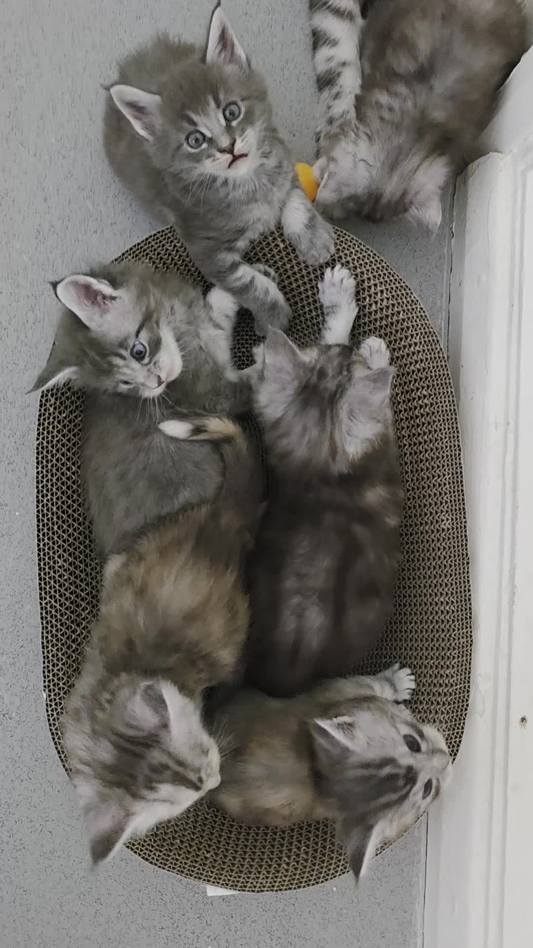 Maine Coon cats for sale: Beautiful Maine Coon Kittens  - Video 3