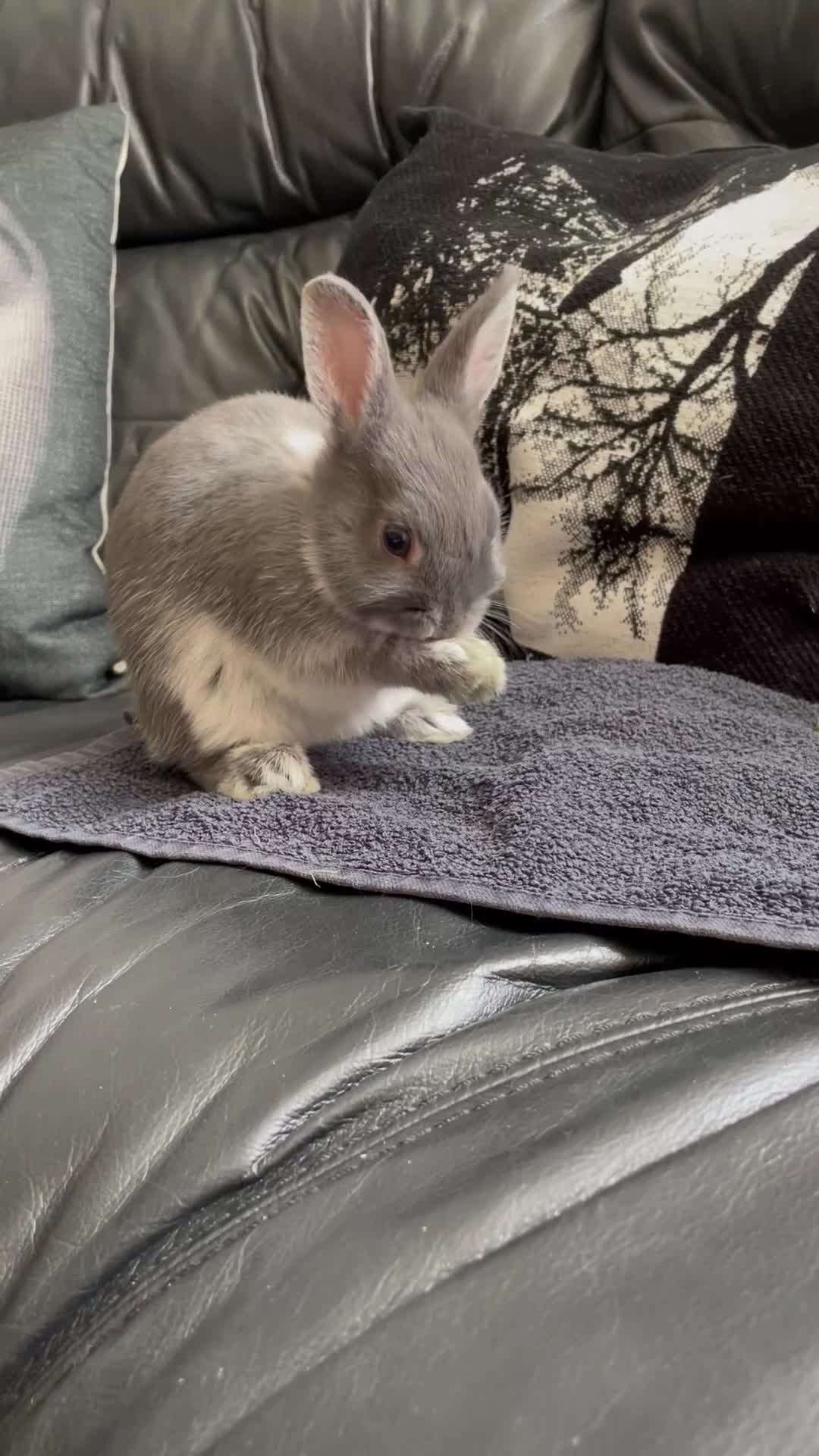Netherland Dwarf rabbits for sale: Netherland Dwarf purebred Baby Rabbits NEW  - Video 2