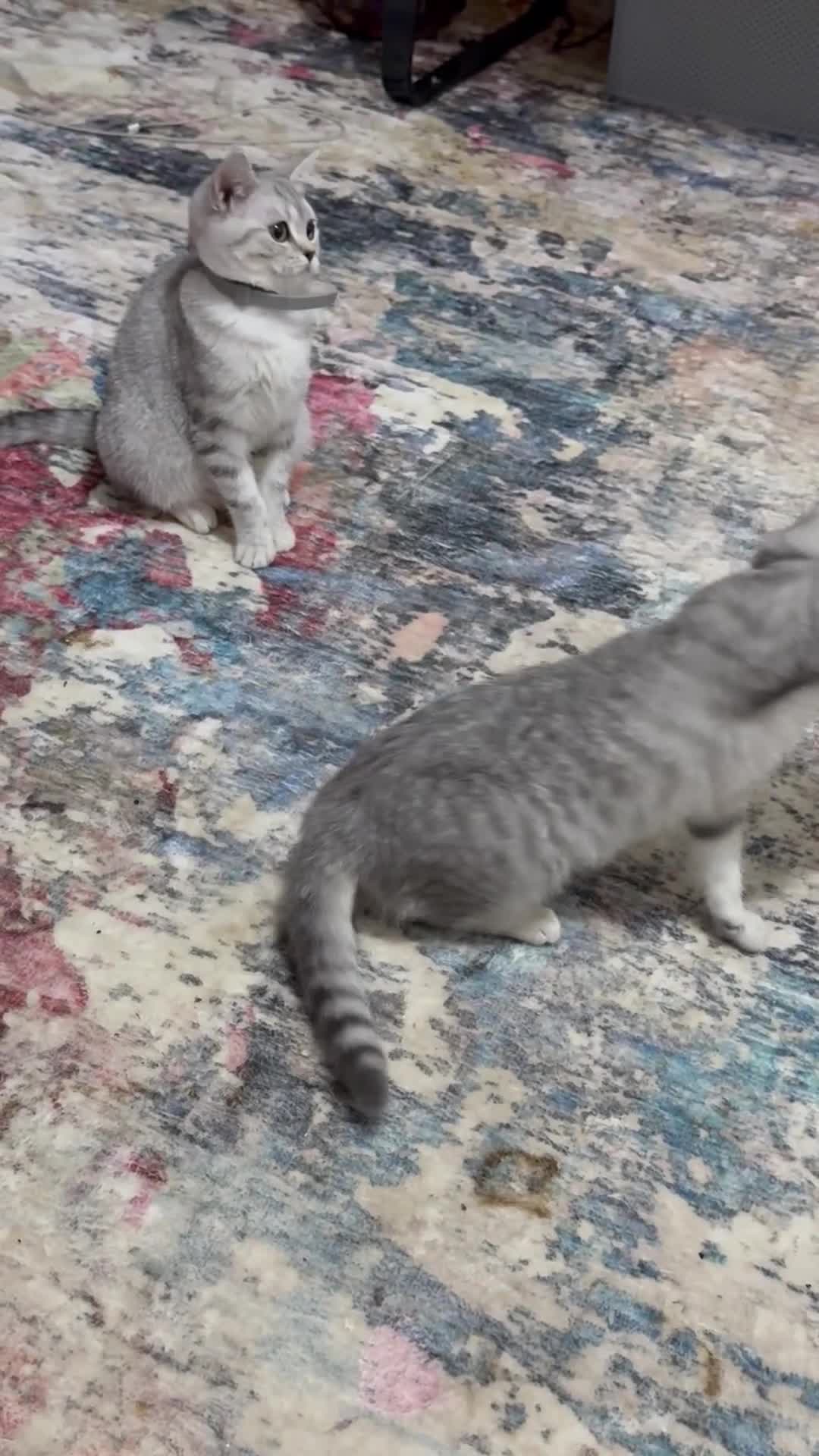 British Shorthair cats for sale: Stunning BSH kittens READY NOW COLLECT TODAY - Video 1