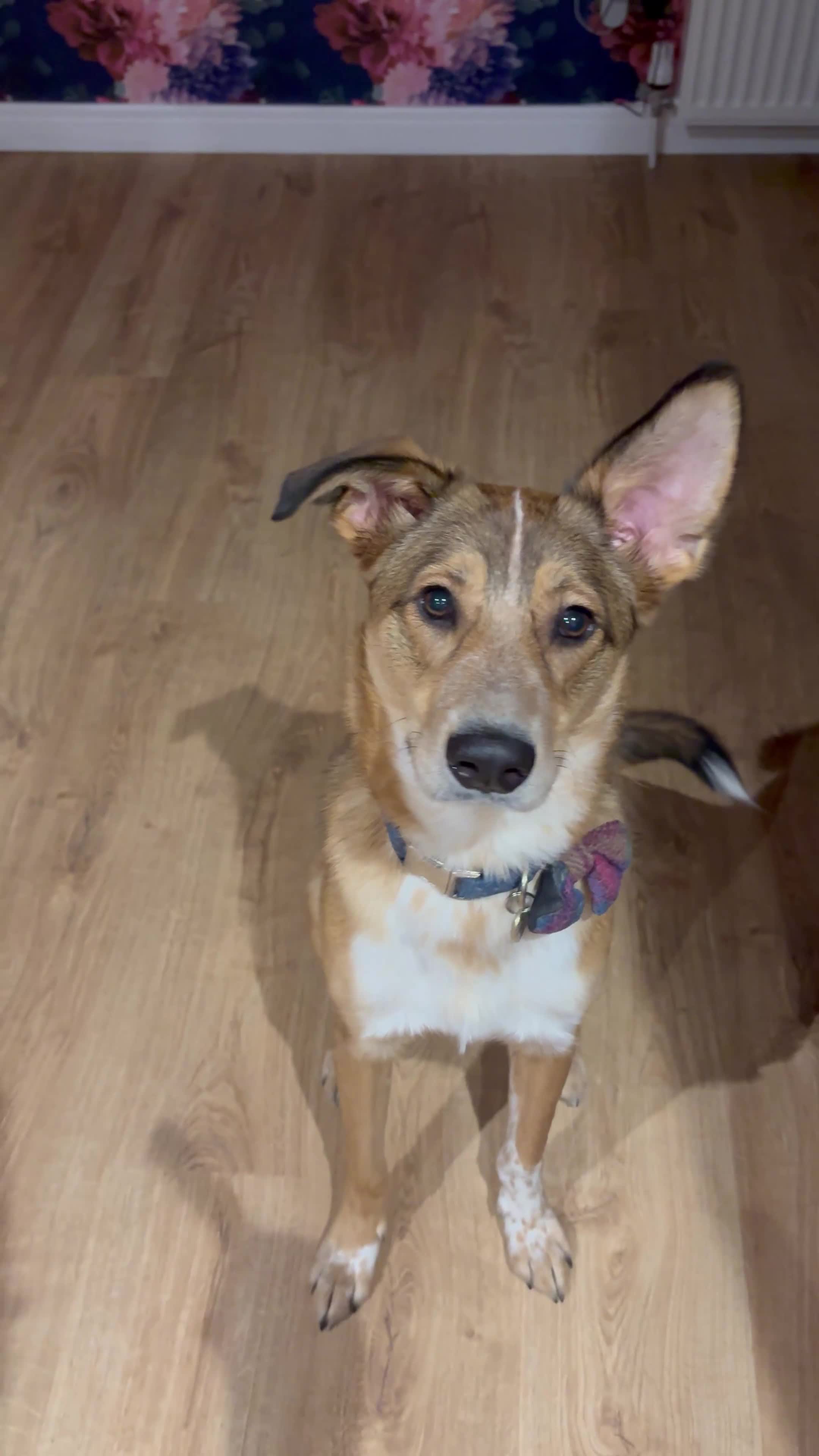 Mixed Breed dogs for sale: Beautiful mixed breed boy - Marley (rehome) - Video 1