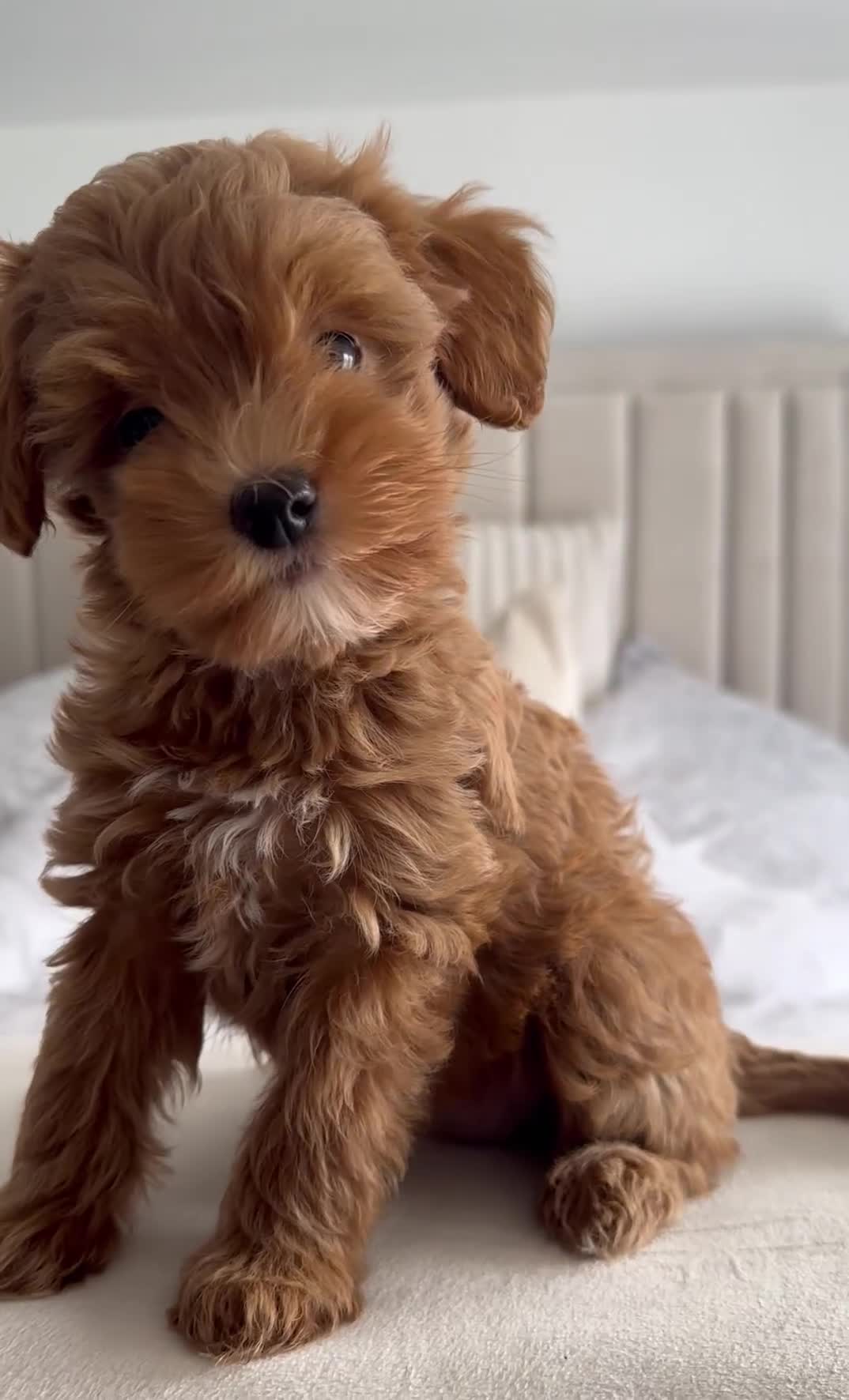 Maltipoo dogs for sale: **CHAMPION MALTIPOOS* HEALTH TESTED PARENTS** - Video 5