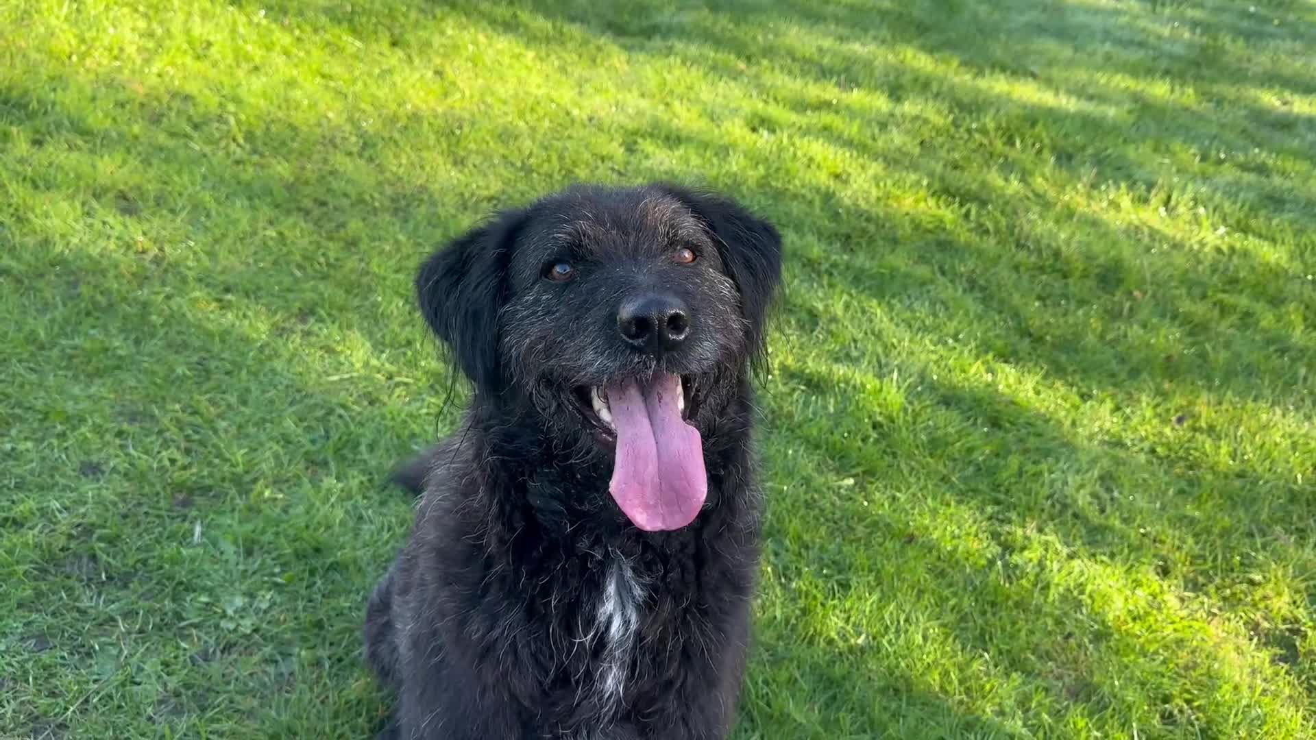 Mixed Breed dogs for adoption: Miro is desperate to find his special Person 💙 - Video 1