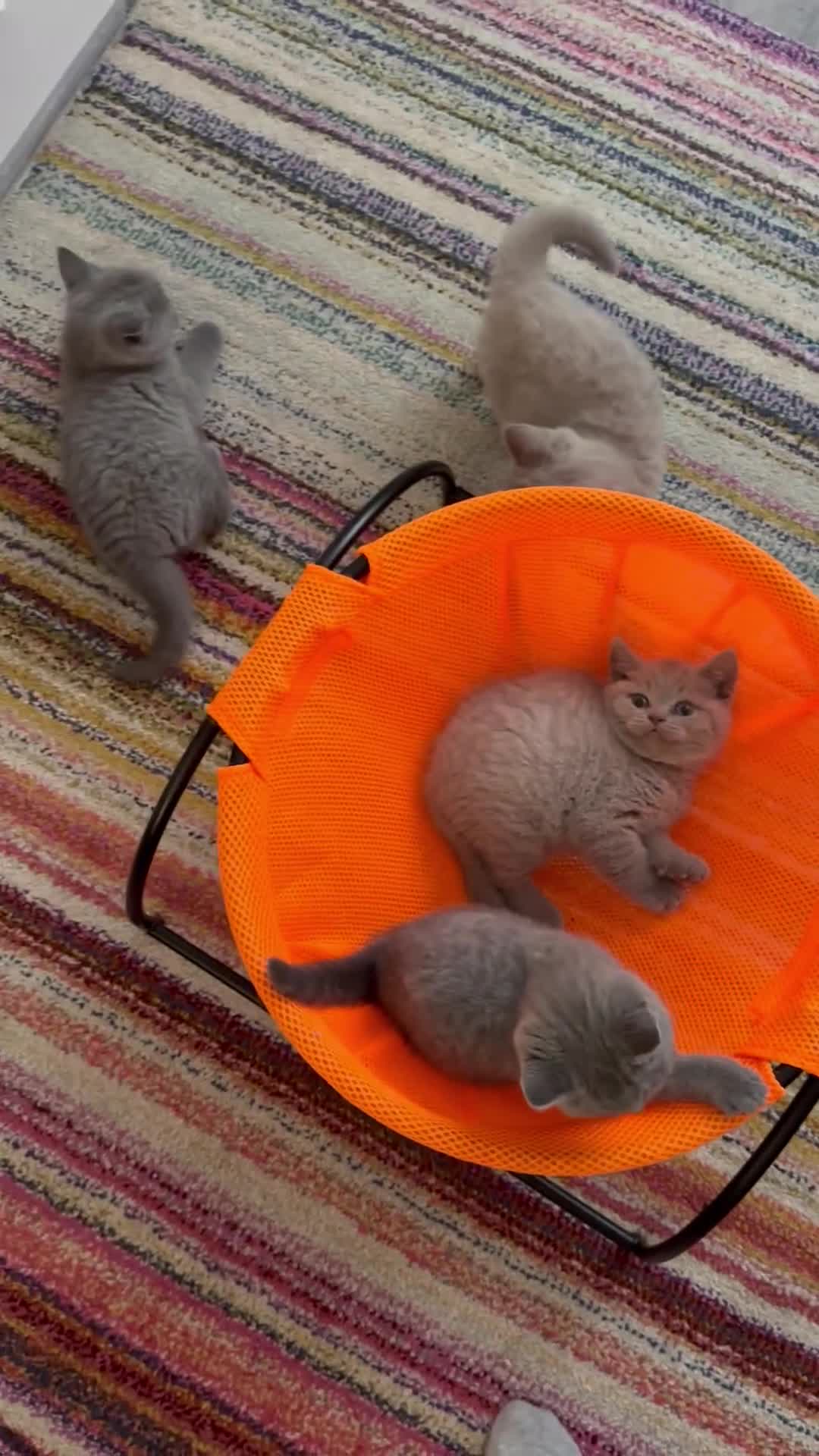British Shorthair cats for sale: 4 Gorgeous chunky British shorthair kittens  - Video 2