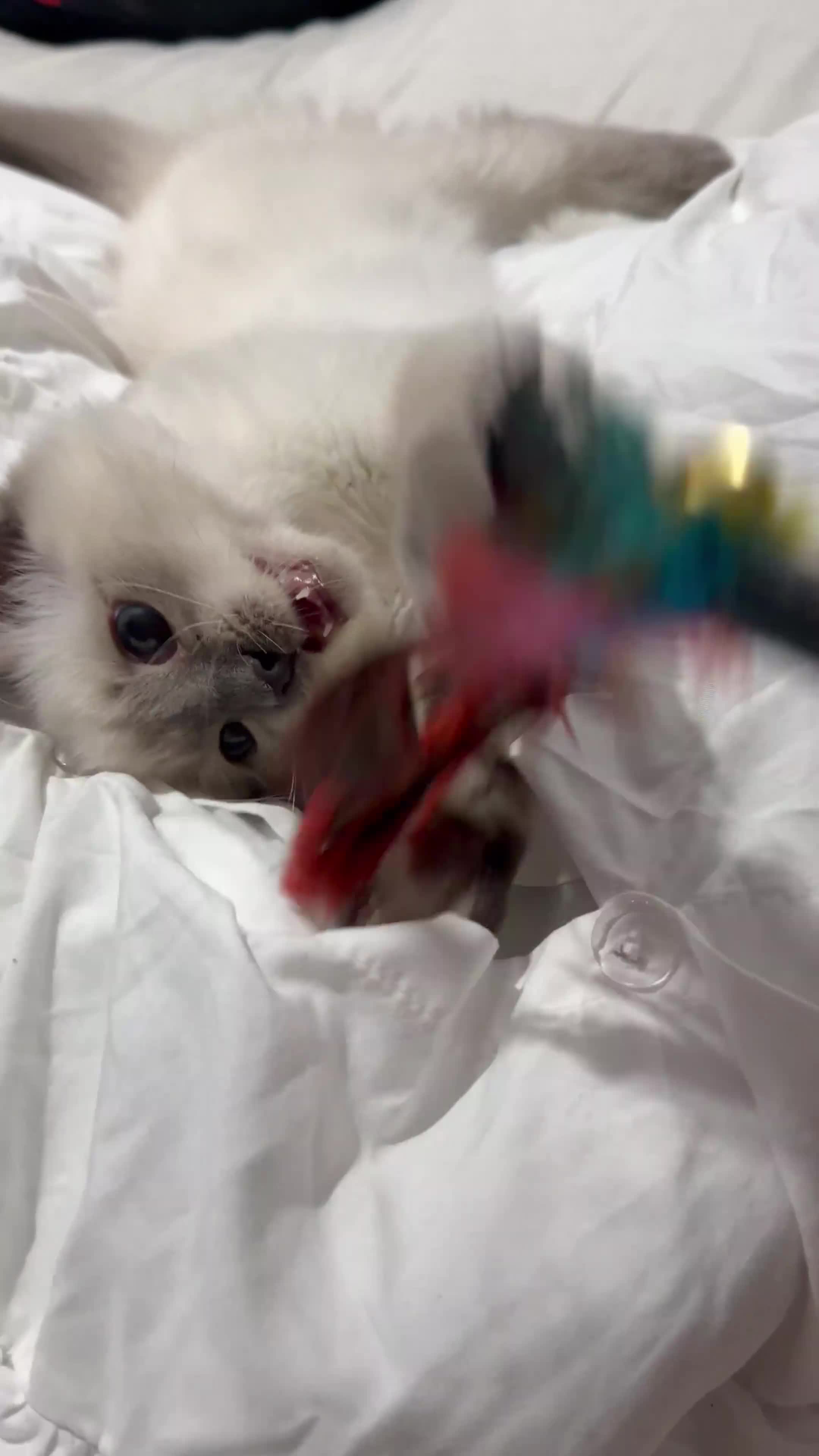 Ragdoll cats for sale: 🩵 Beautiful 13-Week-Old Blue Lynx Ragdoll Boy 🩵 - Video 2