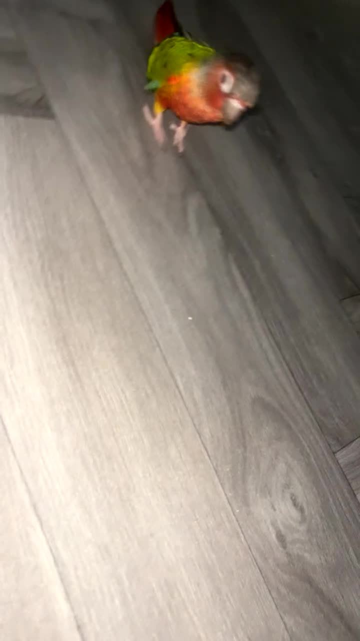 Conures birds for sale: Green cheek conure  - Video 1