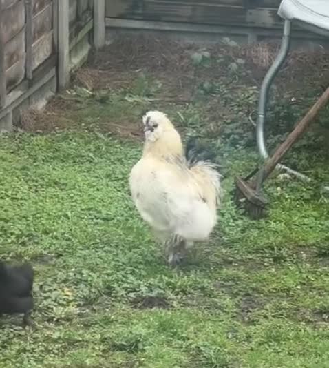 Chickens poultry for sale: 🥚 Fertile Silkie Eggs for Sale 🐔 in Upminster - Video 1