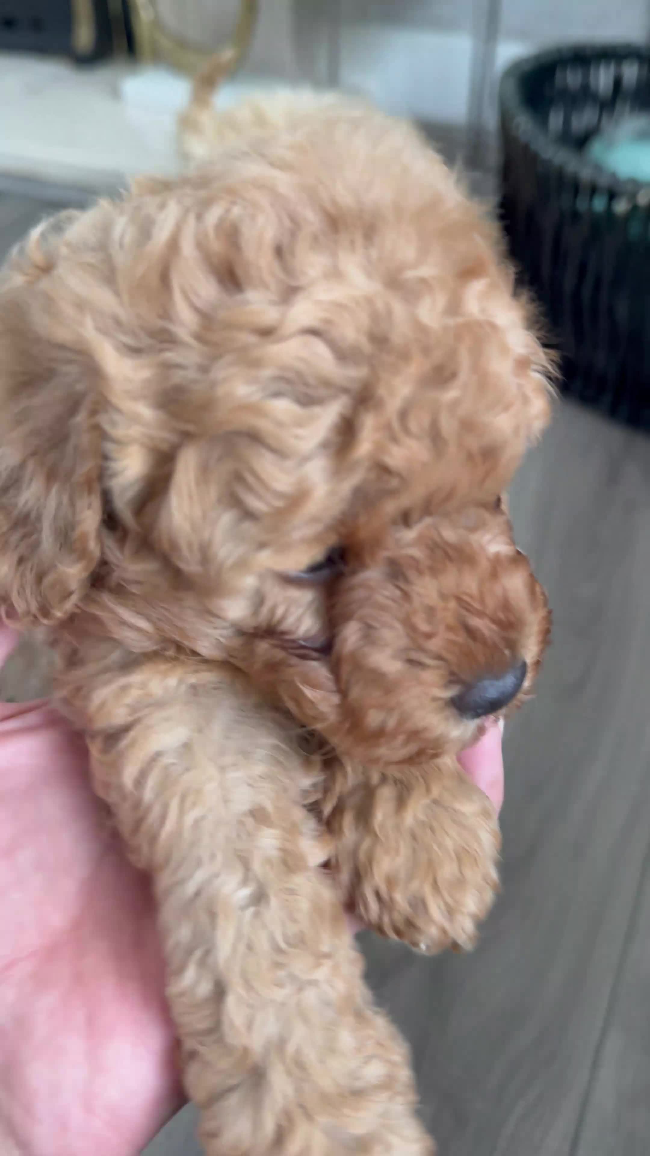 Toy Poodle dogs for sale: The cutest Toy poodle puppies - Video 3