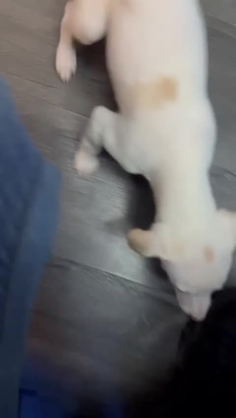 Whippet dogs for sale: Last Beautiful whippet girl KC registered  - Video 1