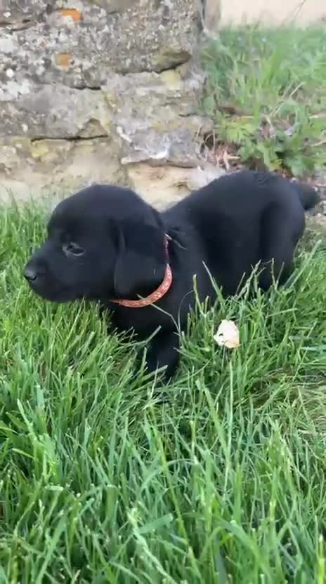 Labrador Retriever dogs for sale: Health Checked Purebred Labrador Puppies - Video 1