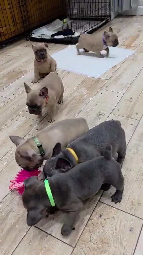 French Bulldog dogs for sale: French Bulldog  - Video 1