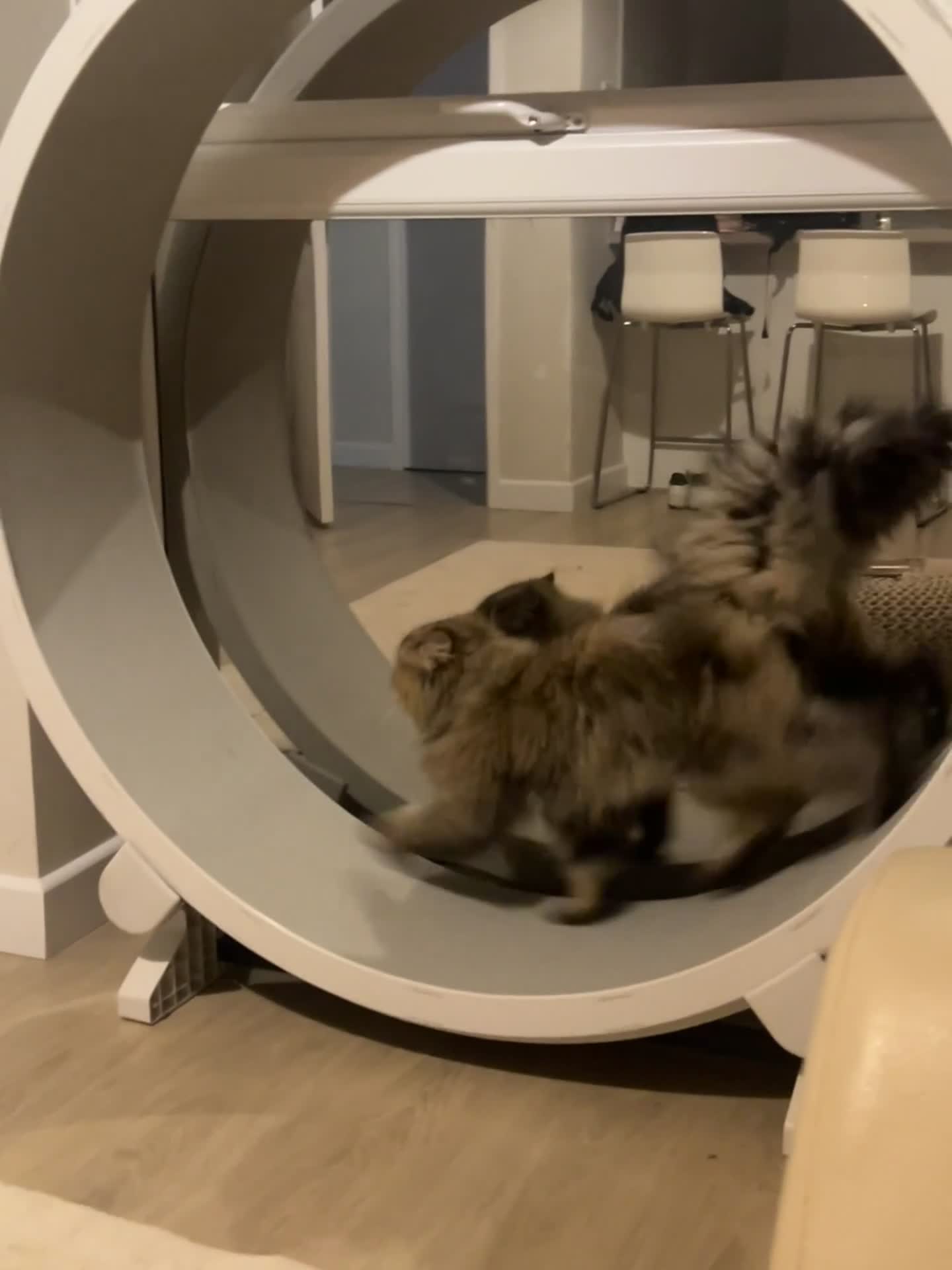 Persian cats for sale: GOLDEN PERSIAN BOY💎Looking for new home  - Video 2