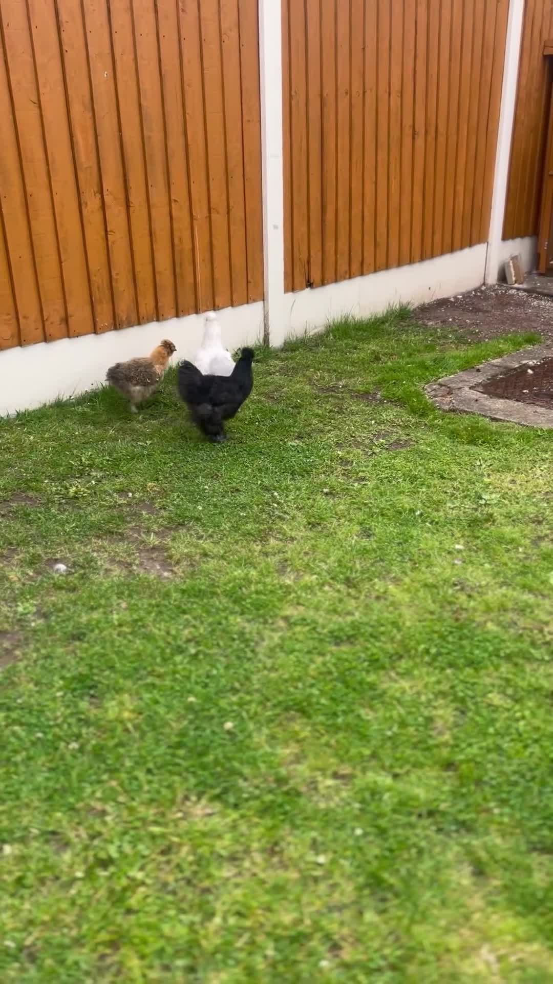 Chickens poultry for sale: 3 15 week old silkie chicks  in Walsall - Video 1