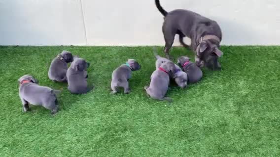 Staffordshire Bull Terrier dogs for stud: REGGIE kc PROVEN (HEALTH TESTED) Dark Blue in Wisbech - Video 1