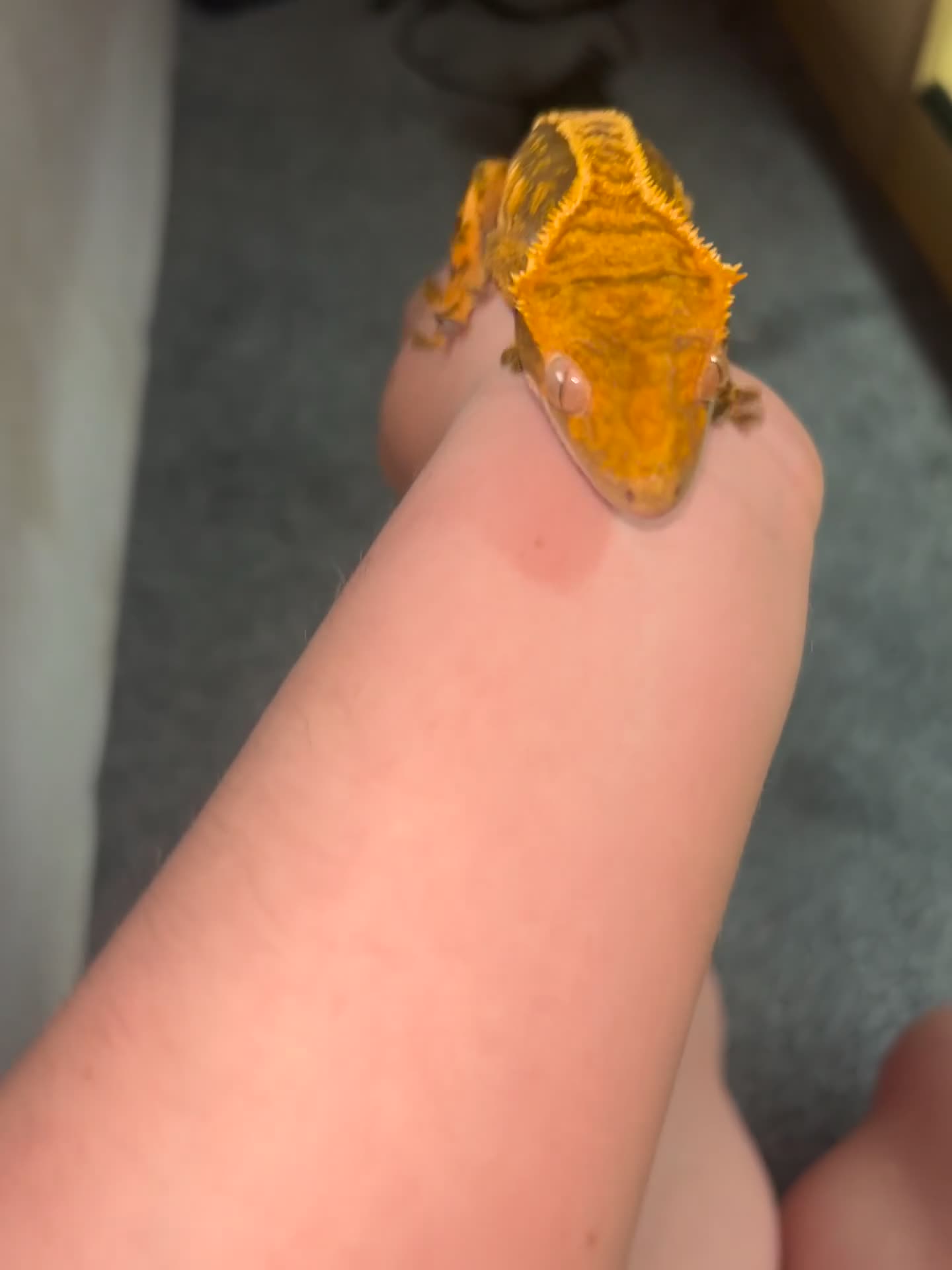 Gecko reptiles for sale: 2 adult crested geckos  - Video 2