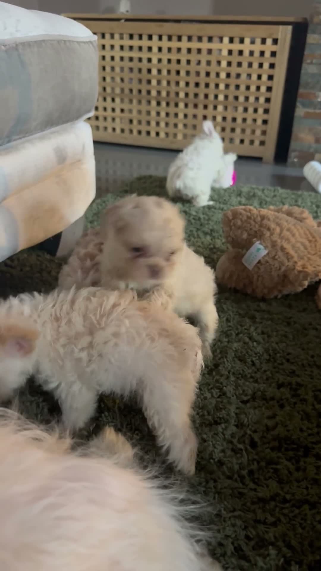 French Bulldog dogs for sale: Teddy bear Floodle pups  in Manchester - Video 1