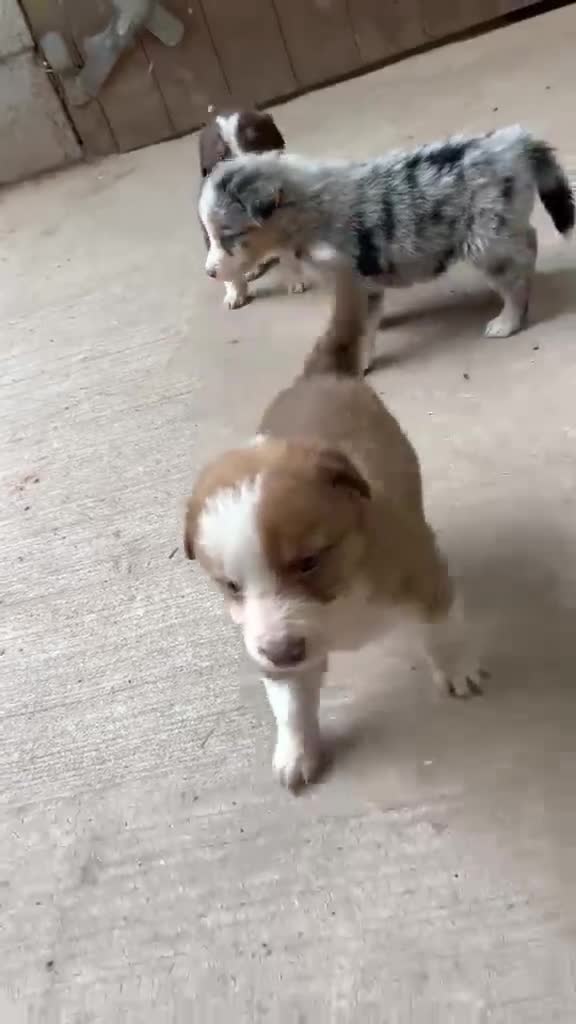 Mixed Breed dogs for sale: Collie puppies  - Video 2