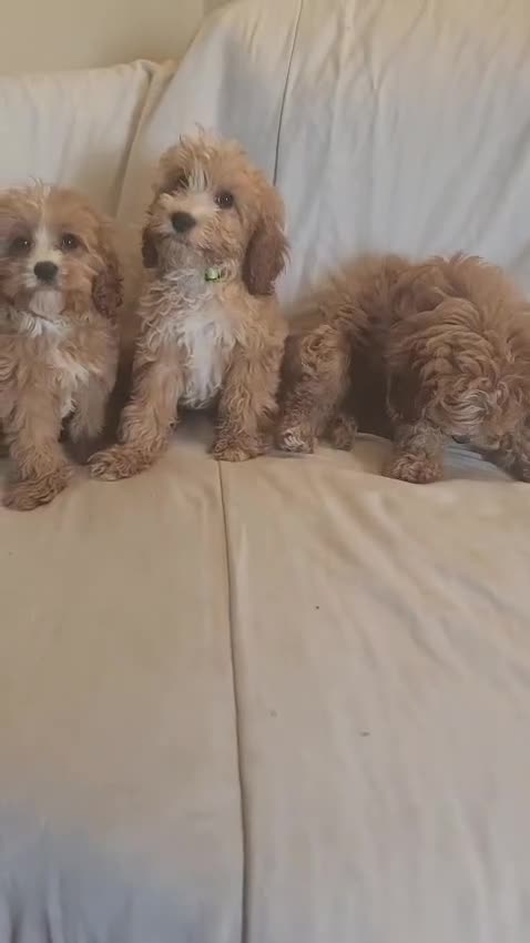 Cavapoo dogs for sale: Toy Cavapoo Puppies Looking for Forever Homes!! - Video 1