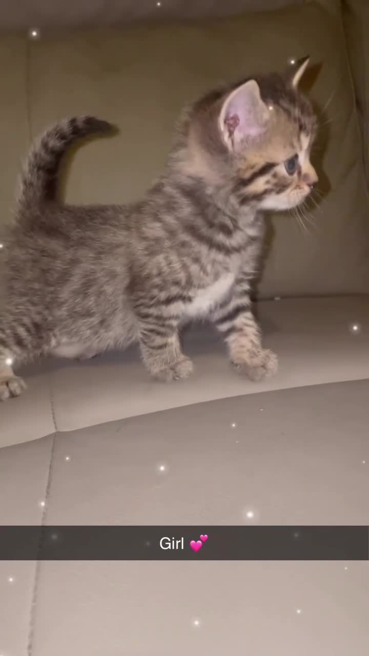 British Shorthair cats for sale: British Short Hair X - Video 2
