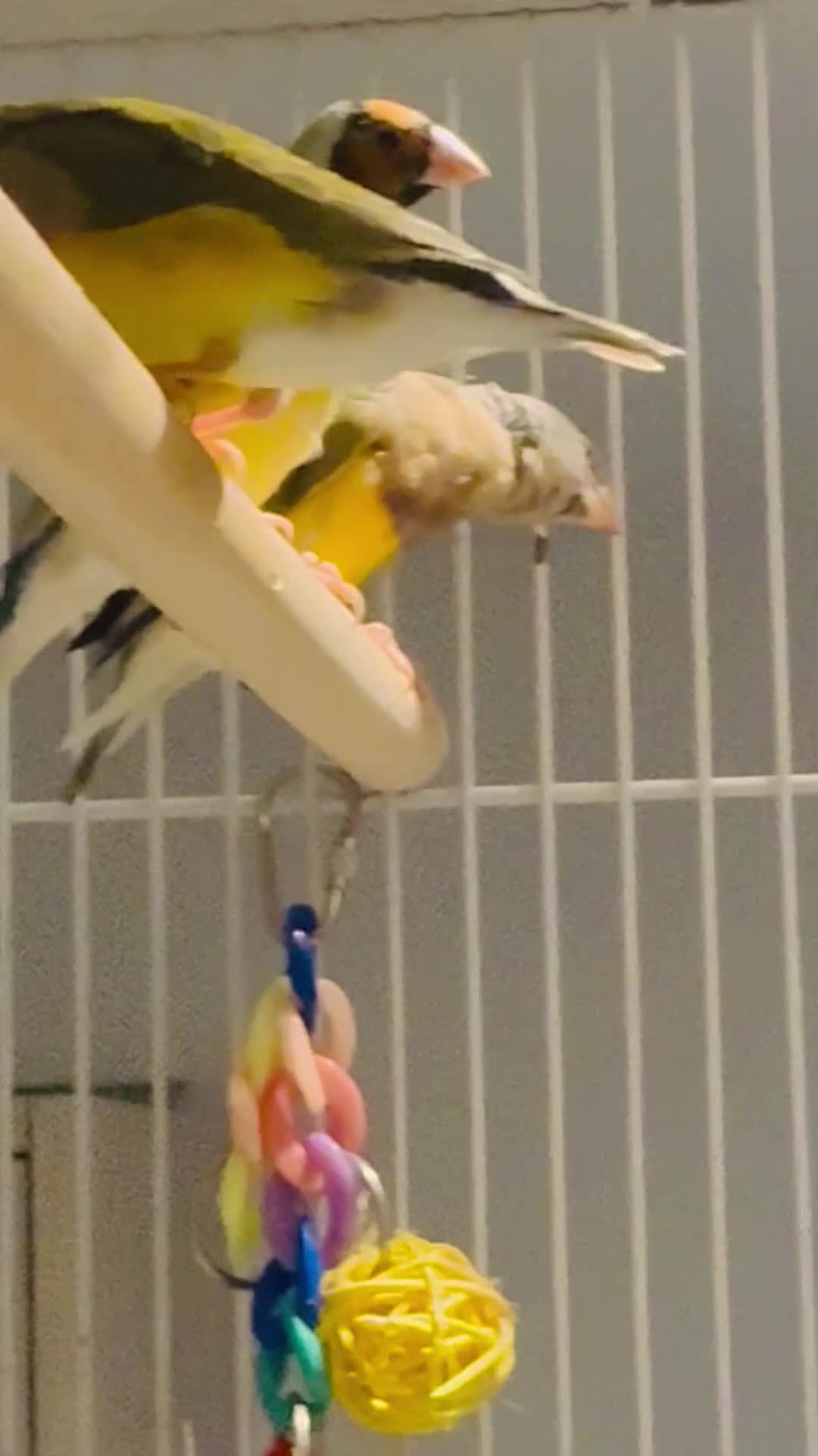 Finches birds for sale: Young Gouildan  Finches — 2 Hens & 1 Cock - Video 2