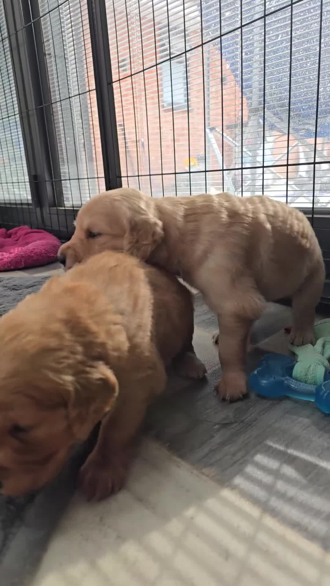 Golden Retriever dogs for sale: 9 Golden Retriever Pups, AKA fluffy bundles of joy - Video 1
