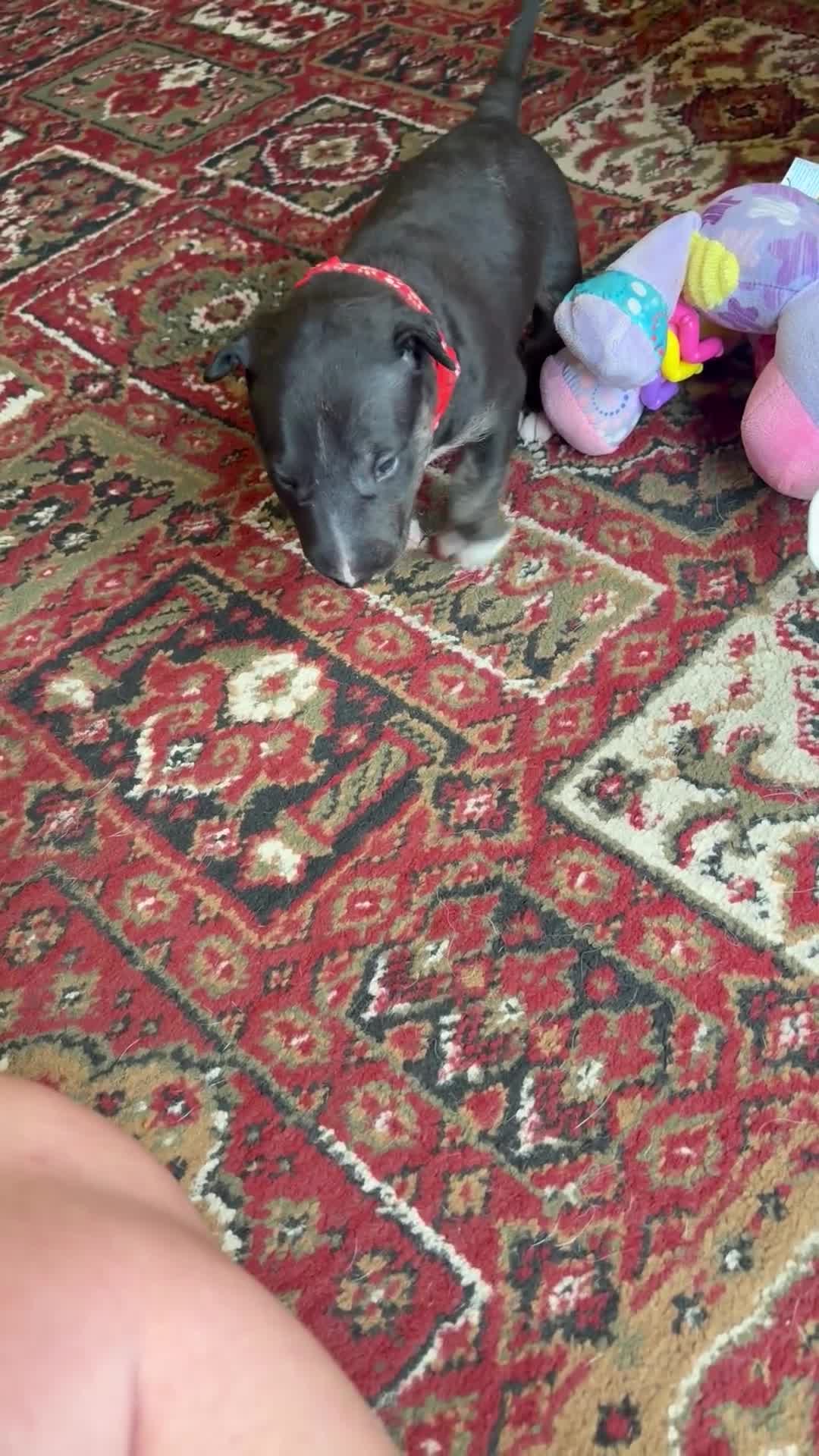 Bull Terrier dogs for sale: Beautiful puppy looking for forever home  - Video 5