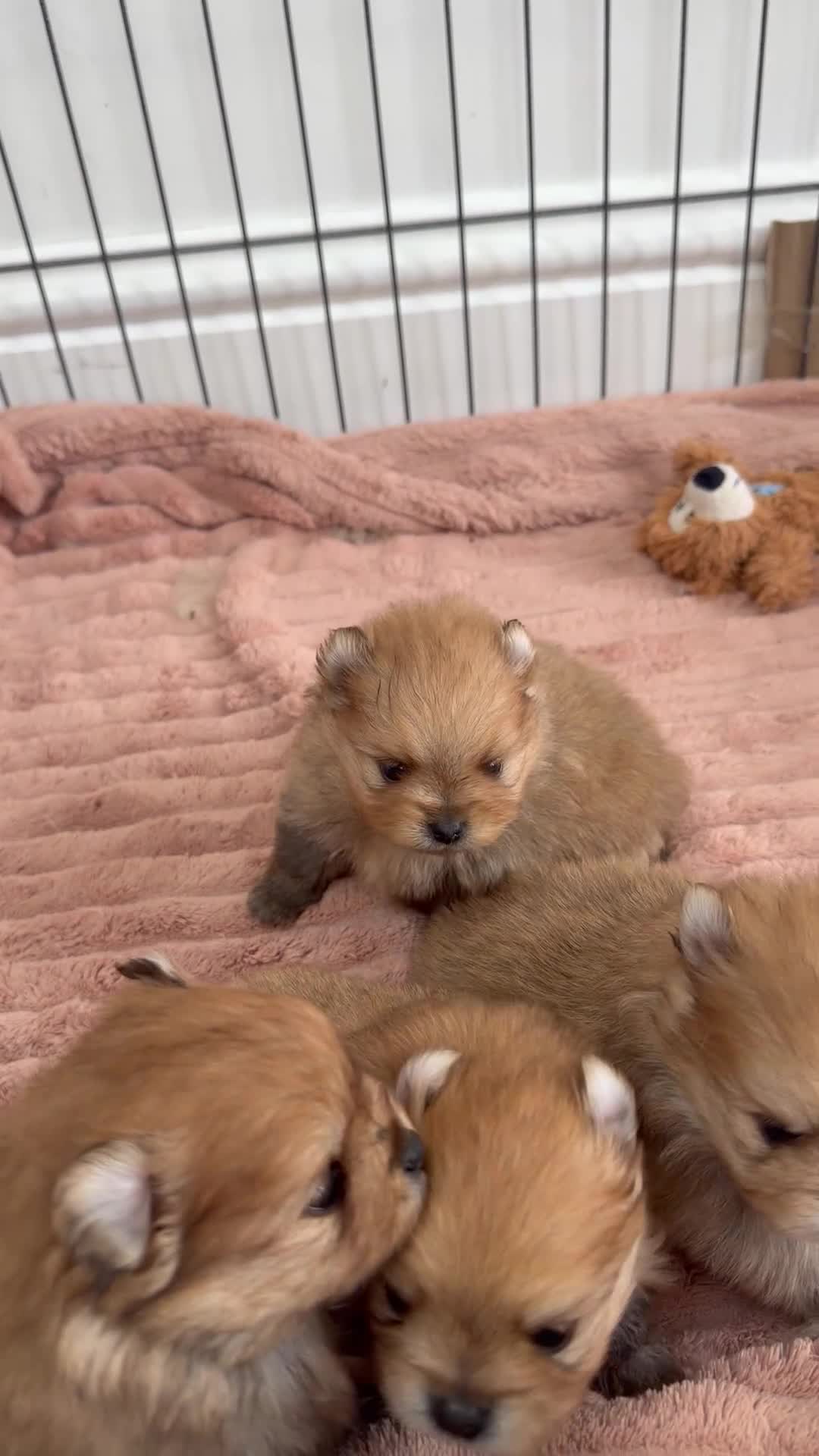 Pomeranian dogs for sale: Outstanding Pomeranians ready for reserve 💕  - Video 1