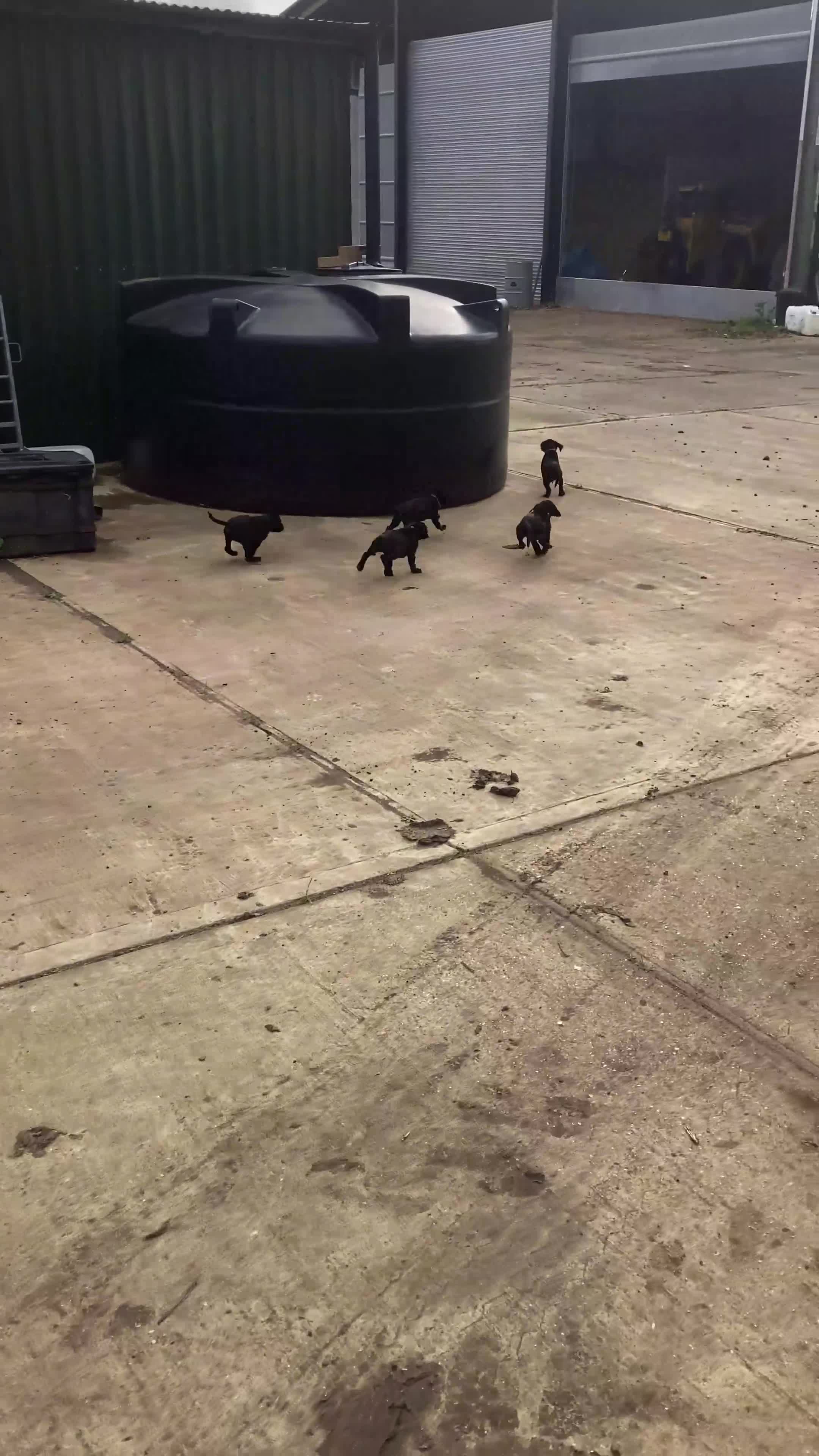 Labrador Retriever dogs for sale: 4x Black Dog Labrador Puppies - Video 1