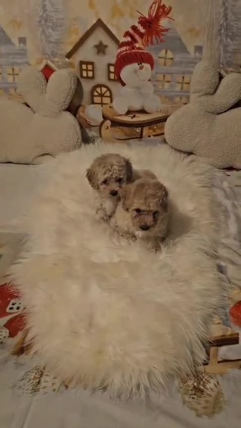Maltipoo dogs for sale: 🐶 Beautiful Apricot Maltipoo Puppies for Sale 🐶 - Video 1