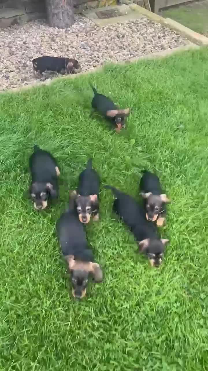 Dachshund dogs for sale: Working Wirehaired dachshund teckels puppies - Video 1