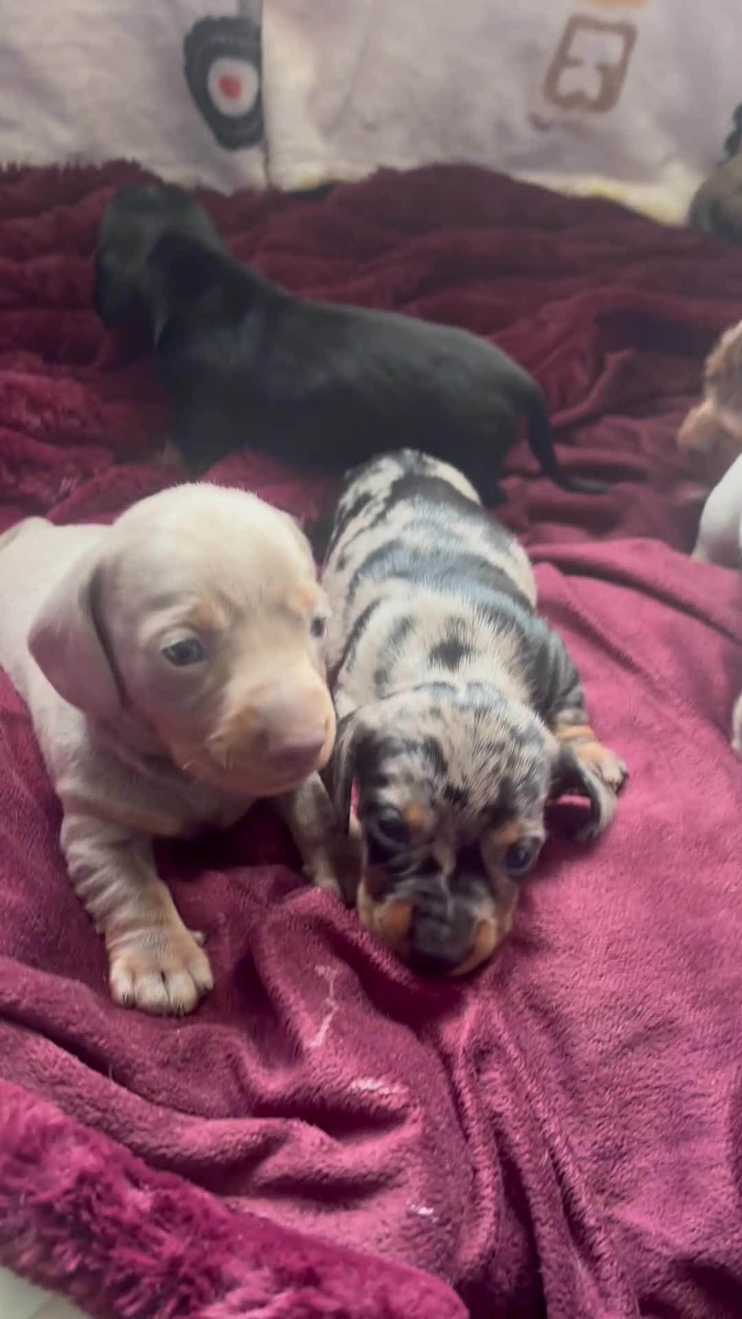 Miniature Dachshund dogs for sale: Miniature dachshund - Video 1