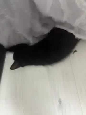 American Shorthair cats for sale: 3 Girls 1 Boy - Video 1