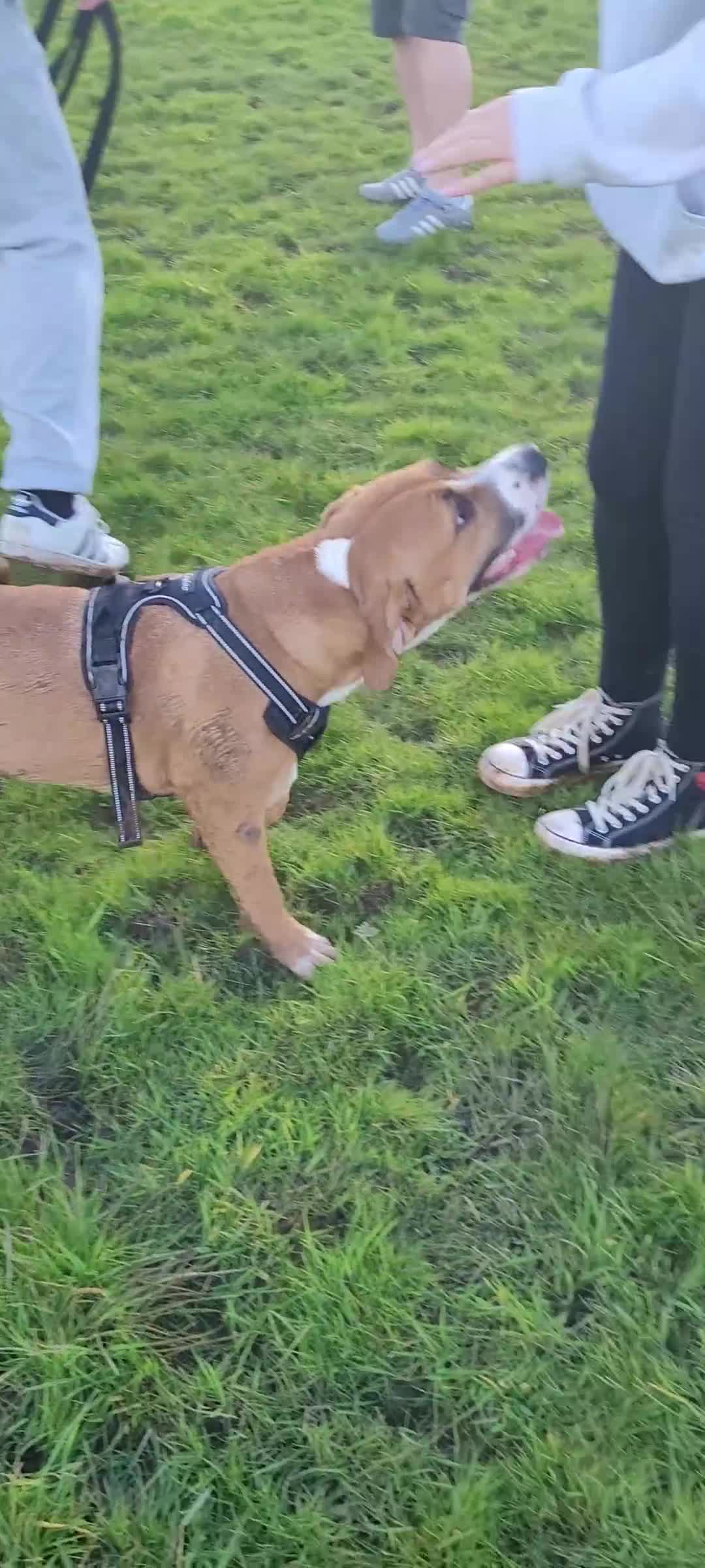 Mixed Breed dogs for sale: Millie to be rehomed - Video 1