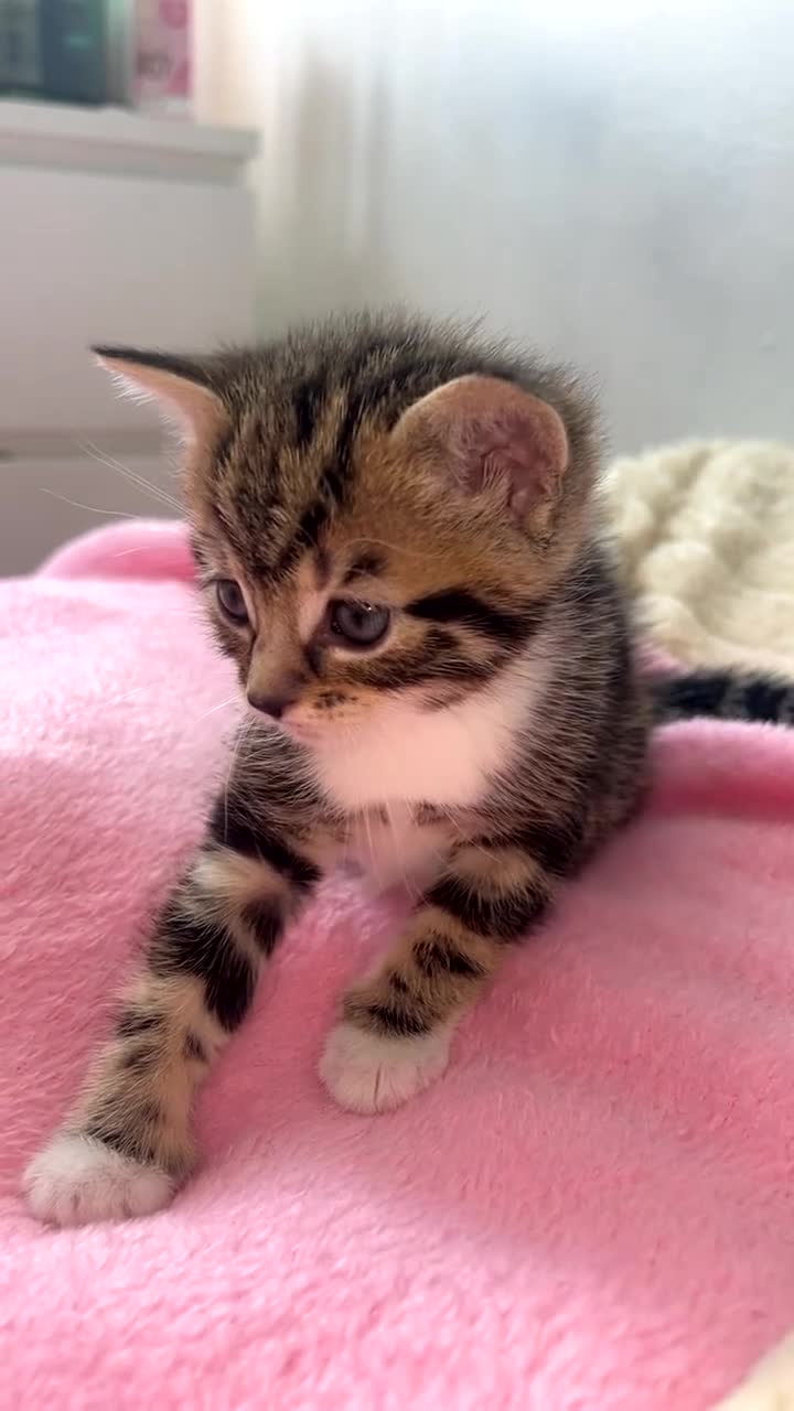 Mixed Breed cats for sale: Adorable kittens - Video 2