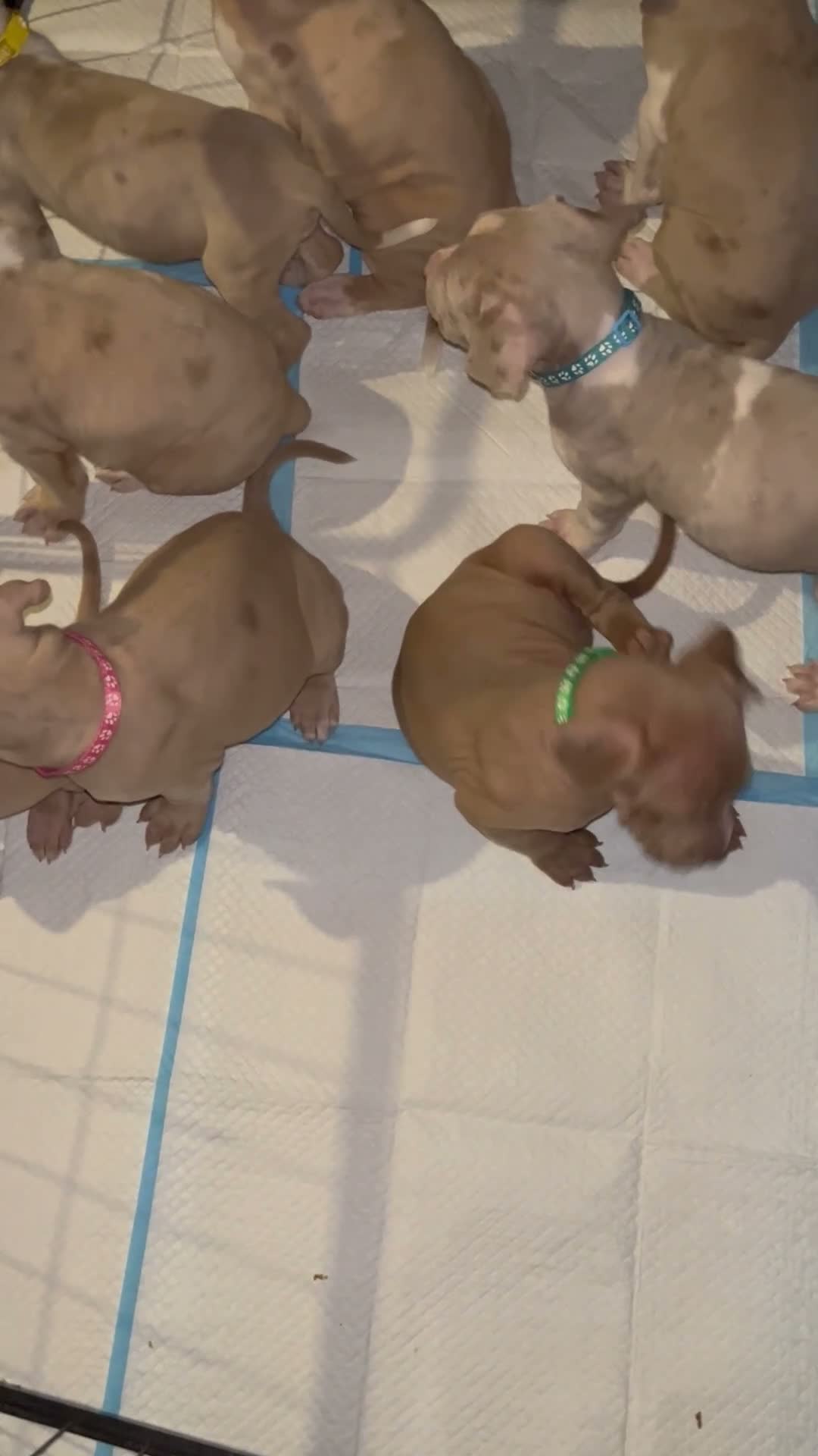 Mixed Breed dogs for sale: Beautiful bandog puppies  - Video 2