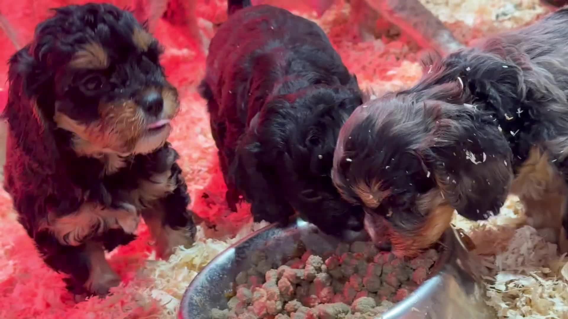 Cavapoo dogs for sale: Ready to leave! Top Class Cavapoo puppies.  - Video 1