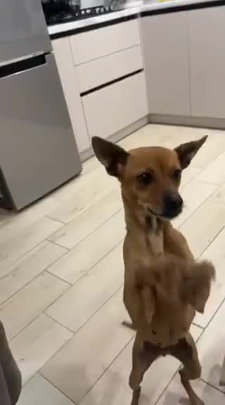 Chihuahua dogs for adoption: ❤️🐶 LILA – A Little  Soul Searching for Love 🐶❤️ - Video 1