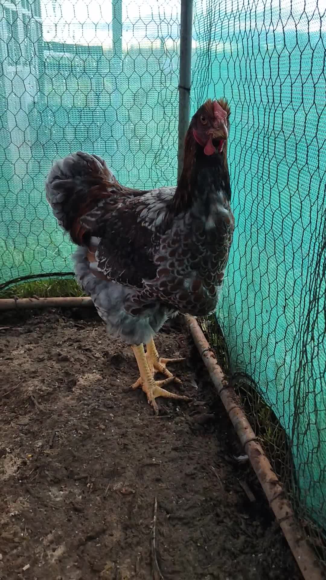 Chickens poultry for sale: 2 x large fowl wyandotte cockerals - Video 5