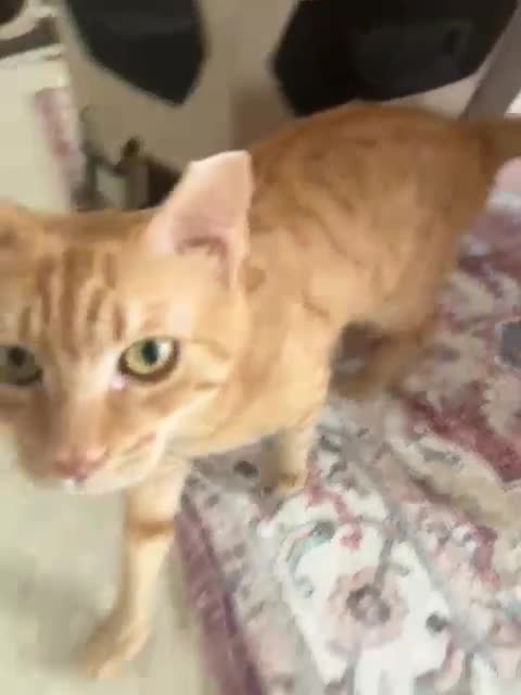 Mixed Breed cats for adoption: ARTHUR -6 M KITTEN CHEEKY MONKEY HIGH ENERGY  - Video 2