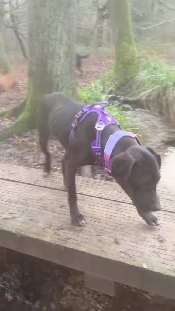Mixed Breed dogs for sale: Trainer Rehome - Lily is ready for her family 💜 - Video 1