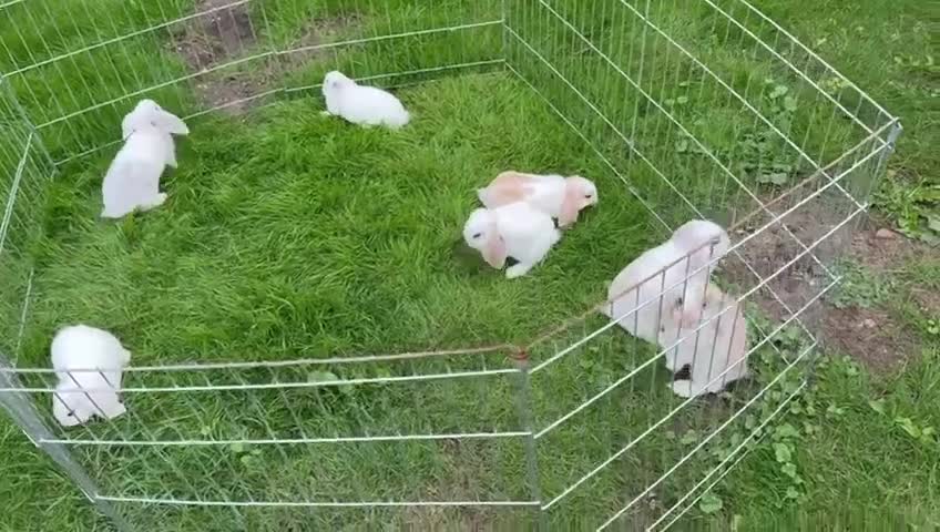 Mixed Breed rabbits for sale: Litter of Rabbit kits - Video 1
