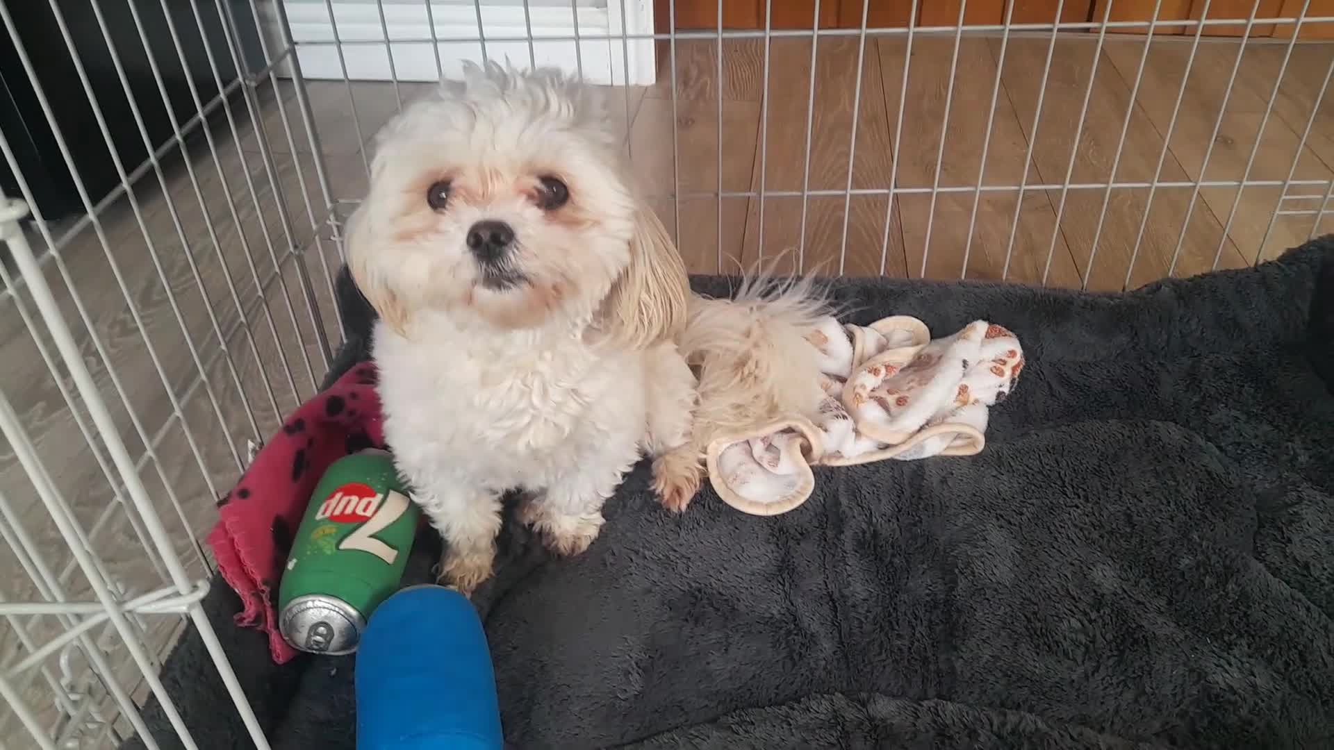 Malshi dogs for sale: 11 months old MALSHI PUPPY (FEMALE) - Video 2