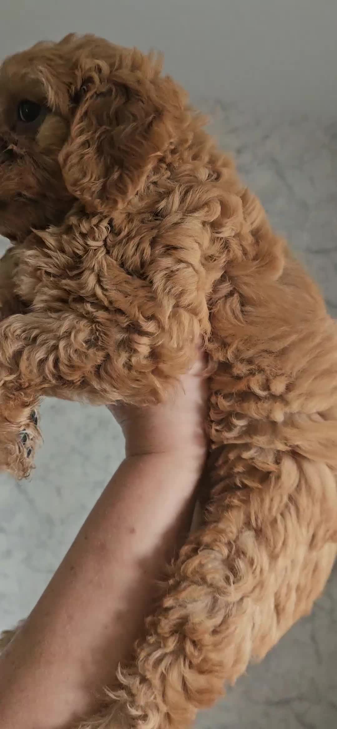 Mini Goldendoodle dogs for sale: Toy Goldendoodle Pups✨READY TO GO TO FOREVER HOMES - Video 4