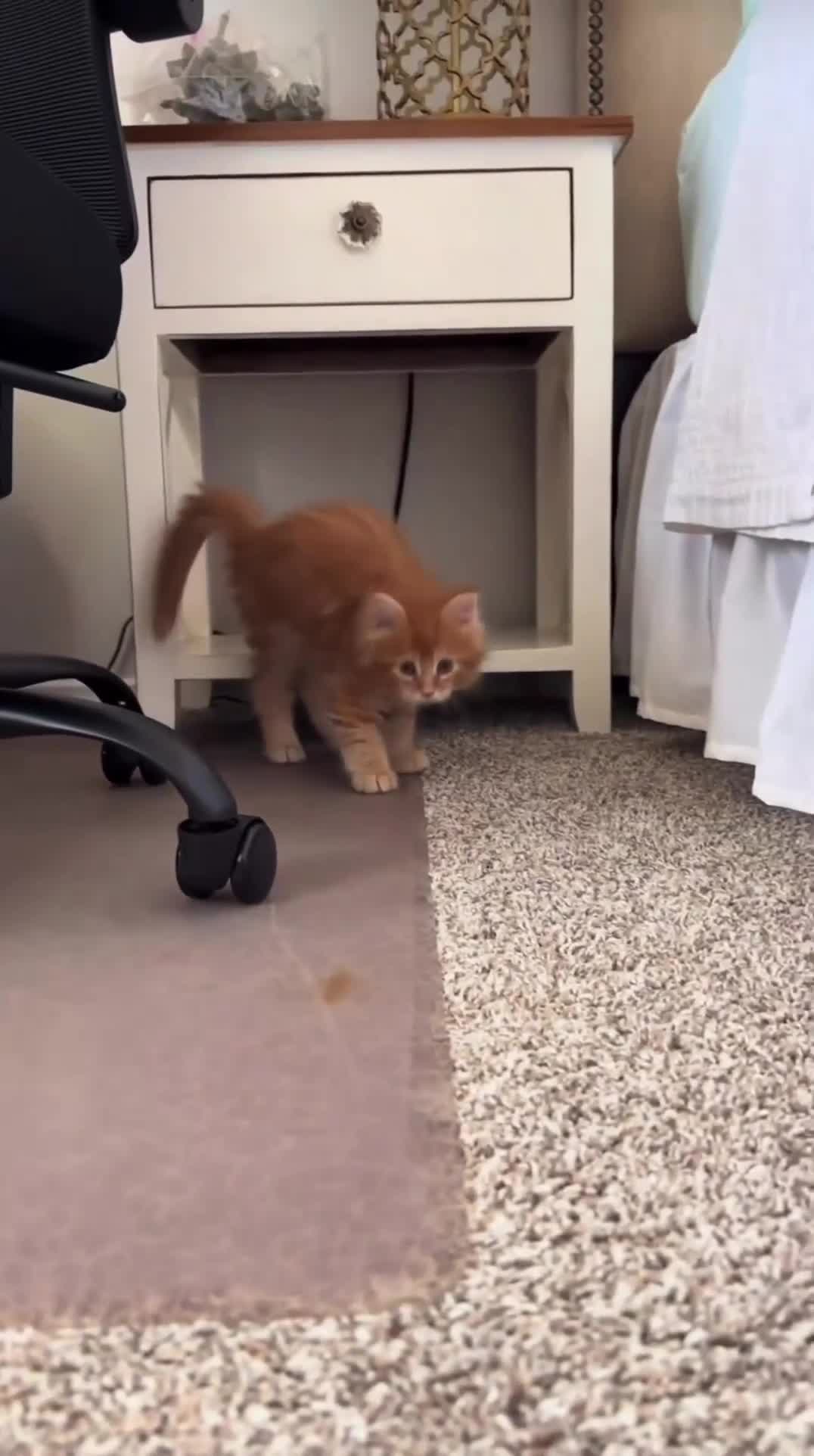 Maine Coon cats for sale: Maine Coon Litter - Video 2