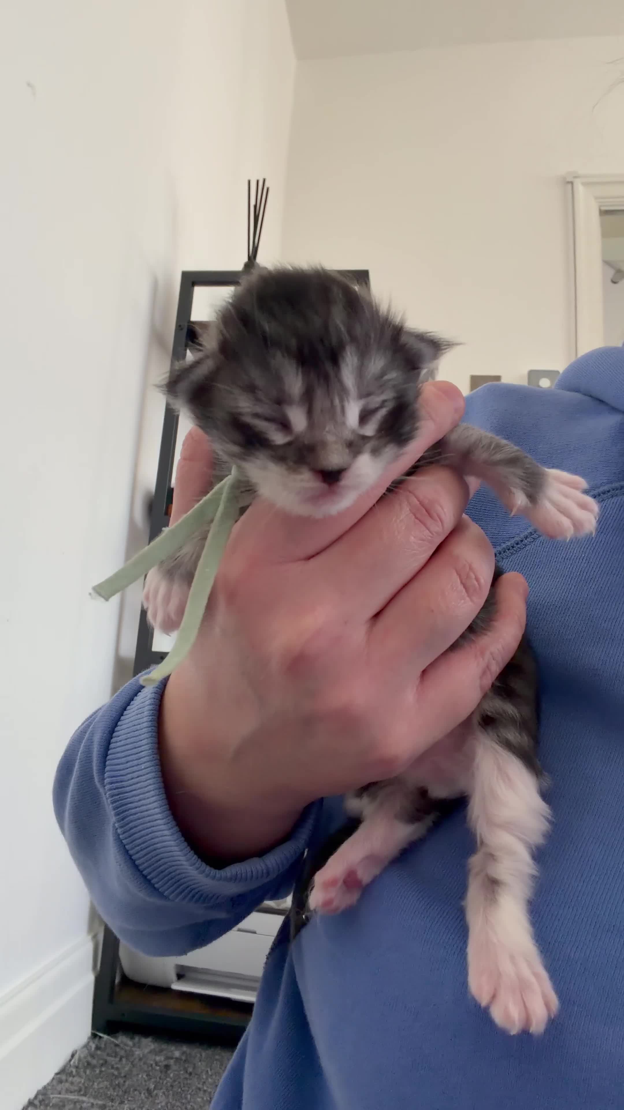 Maine Coon cats for sale: 2 last gorgeous boys - Video 2