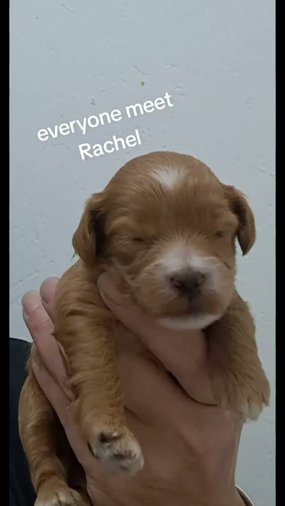 Cockapoo dogs for sale: Cockerpoos - Video 3