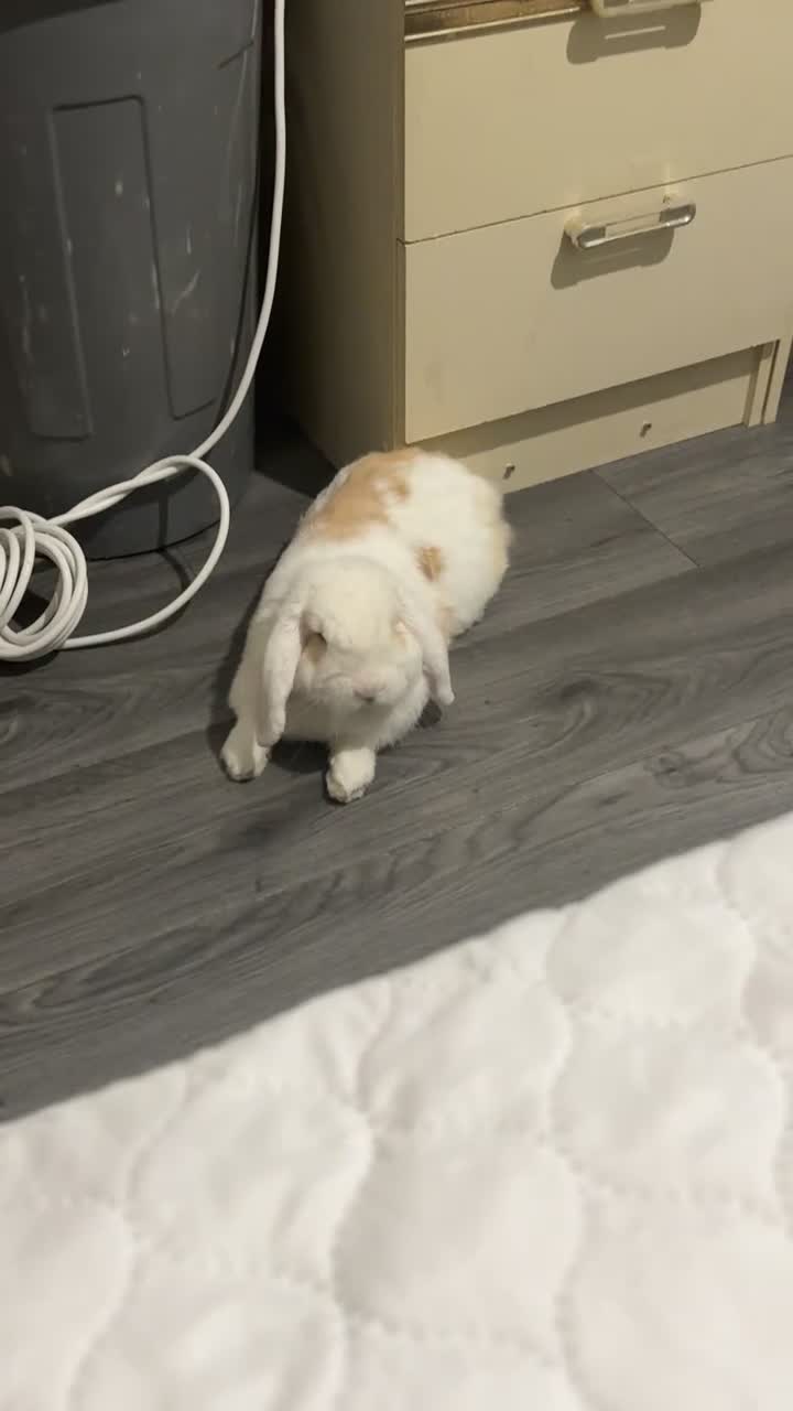 English Lop rabbits for sale: rabbit for sale - Video 1