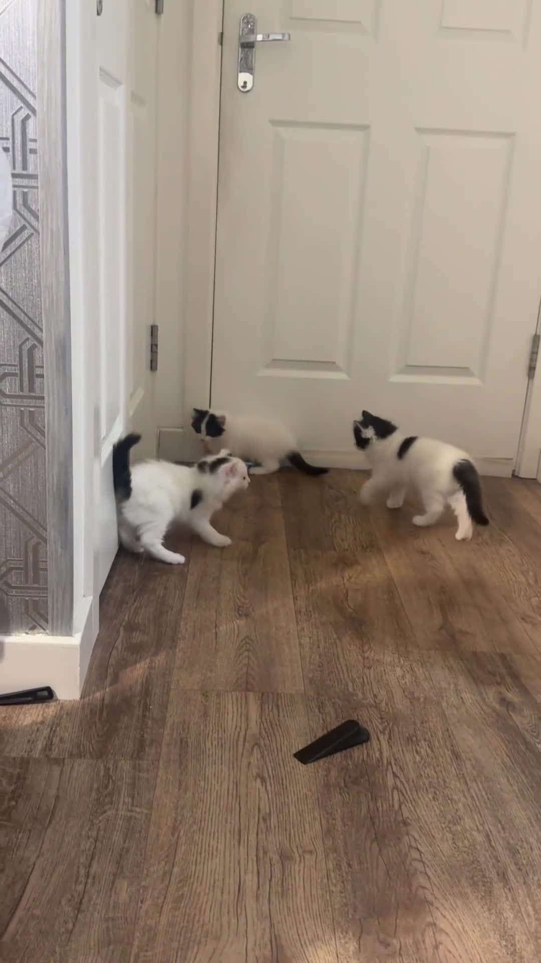 Ragdoll cats for sale: Beautiful Ragdoll Kittens  - Video 2